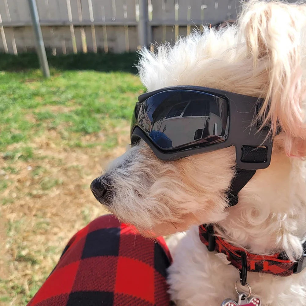 Protective Glasses for Dogs